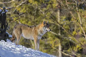 An adult female grey wolf (Canis lupus lupus) stands on a sloping