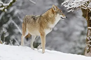 An adult female grey wolf (Canis lupus lupus) stands on a sloping