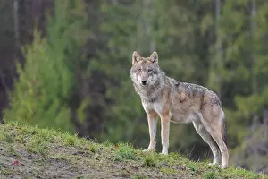 An adult female grey wolf (Canis lupus lupus) stands on a sloping meadow on a hill and observes the surroundings