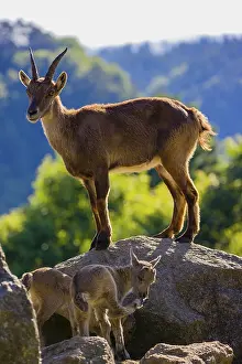 One adult female ibex (Capra ibex) and two of her babies standing on rocks