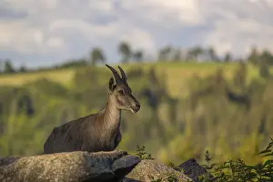 One adult female ibex (Capra ibex) resting on hilltop