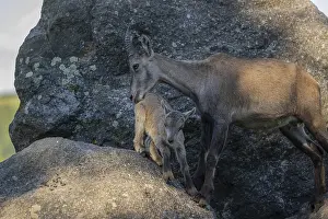 One adult female ibex (Capra ibex) standing on a rock