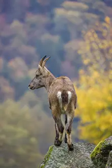 An adult female ibex (Capra ibex) stands on a rock