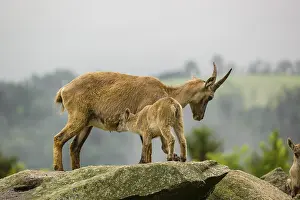 An adult female ibex (Capra ibex) stands on a rock with one of her young