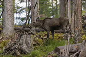 One adult female moose or elk, Alces alces