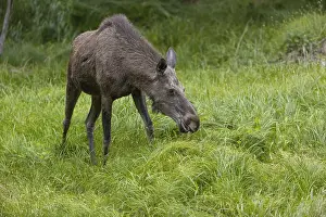 One adult female moose or elk, Alces alces