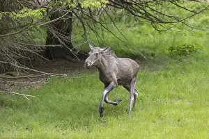 One adult female moose or elk, Alces alces