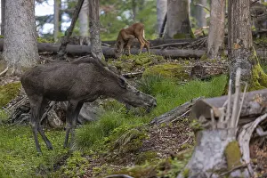 One adult female moose or elk, Alces alces