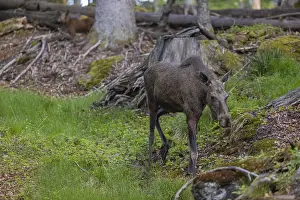One adult female moose or elk, Alces alces