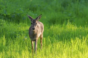 An adult female roe deer (Capreolus capreolus) walks across a green meadow overgrown with tall grass at sunrise