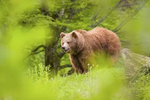 An adult female (Ursus arctos arctos) stands on a hilltop behind a rotting tree