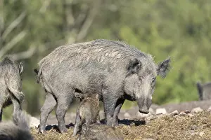One adult female wild boar or wild pig (Sus scrofa)