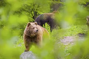 An adult female and a young male (Ursus arctos arctos) stand on a hilltop behind a rotting tree