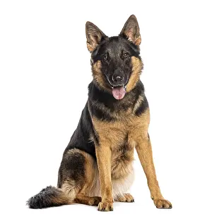 Adult German shepherd dog sitting and panting