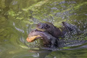 An adult giant otter or giant river otter (Pteronura brasiliensis)