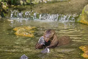 An adult giant otter or giant river otter (Pteronura brasiliensis)