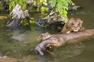 An adult giant otter or giant river otter (Pteronura brasiliensis)