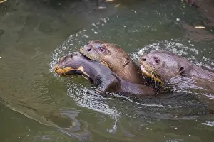 An adult giant otter or giant river otter (Pteronura brasiliensis)