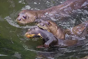 An adult giant otter or giant river otter (Pteronura brasiliensis)