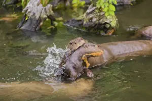An adult giant otter or giant river otter (Pteronura brasiliensis)