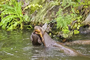 An adult giant otter or giant river otter (Pteronura brasiliensis)