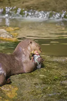 An adult giant otter or giant river otter (Pteronura brasiliensis)
