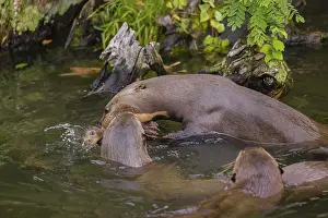An adult giant otter or giant river otter (Pteronura brasiliensis)