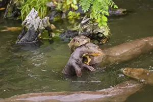 An adult giant otter or giant river otter (Pteronura brasiliensis)