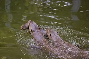 An adult giant otter or giant river otter (Pteronura brasiliensis)