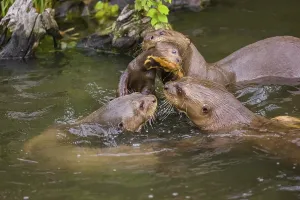 An adult giant otter or giant river otter (Pteronura brasiliensis)