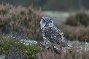 One adult Great horned owl (Bubo virginianus) sitting on the ground between heather