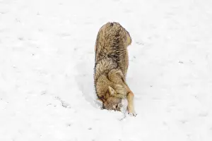 An adult grey wolf (Canis lupus lupus) rolls on a snow-covered meadow next to a piece of meat on a cold