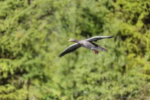 An adult greylag goose (Anser anser) flies past a forest on a sunny day