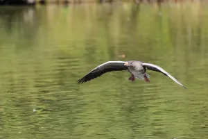 An adult greylag goose (Anser anser) lands on a lake on a sunny day
