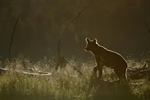 Adult grizzly bear (Ursus arctos horribilis) standing on a log in coastal estuary
