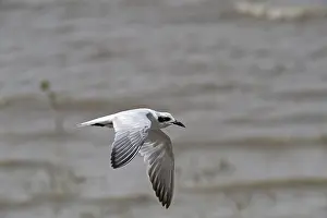 Adult gull tern (Gelochelidon nilotica)