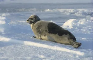 Adult Harp Seal (pagophilus groenlandicus) lying on packice