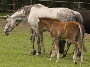 Adult horses and a foal walking across a green meadow