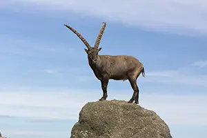 One adult ibex (Capra ibex)