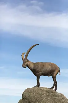 One adult ibex (Capra ibex)