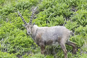 One adult ibex (Capra ibex) grazing on 2500 m sea level in the Hohe Tauern National Park