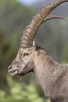 One adult ibex (Capra ibex) side portrait with late sunlight