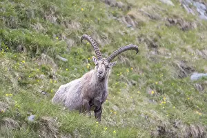 One adult ibex (Capra ibex) sitting on a steep meadow