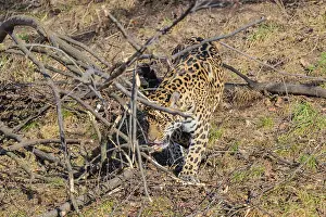 An adult jaguar (Panthera onca) runs across a dry meadow on a sunny day