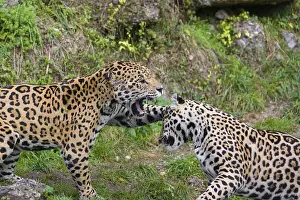 Two adult jaguars (Panthera onca) play fighting on a green meadow
