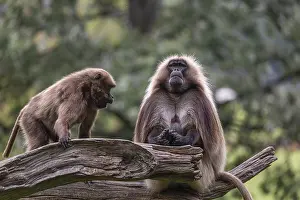One adult male and one adult female Gelada (Theropithecus gelada)