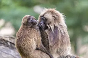 One adult male and one adult female Gelada (Theropithecus gelada)