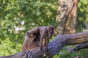 One adult male and one adult female Gelada (Theropithecus gelada)