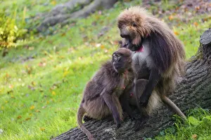 One adult male and one adult female Gelada (Theropithecus gelada)