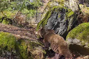 An adult male brown bear (Ursus arctos arctos) walks over moss-covered rocks in a forest